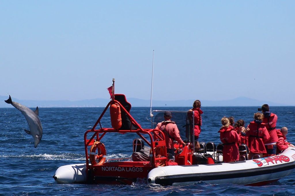토네이도 돌고래