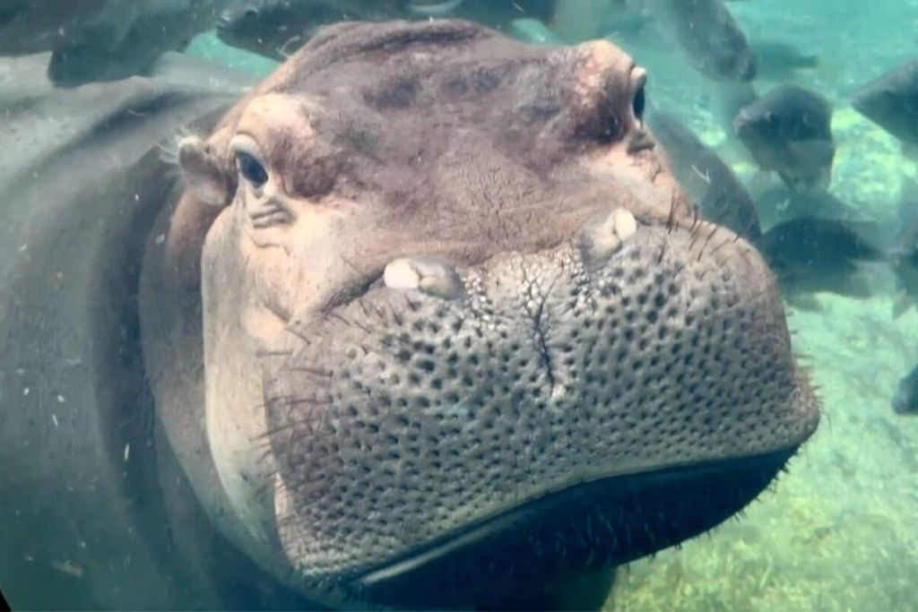 하마가 물에 부분적으로 잠겨 카메라를 직접 바라보는 클로즈업.