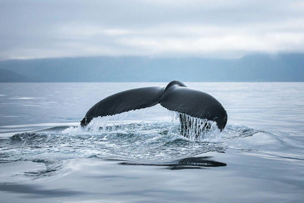 혹등고래 관찰 다이빙