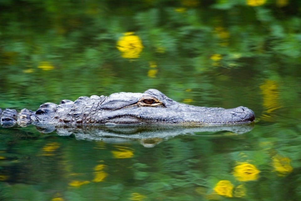 플로리다 에버글레이즈의 악어