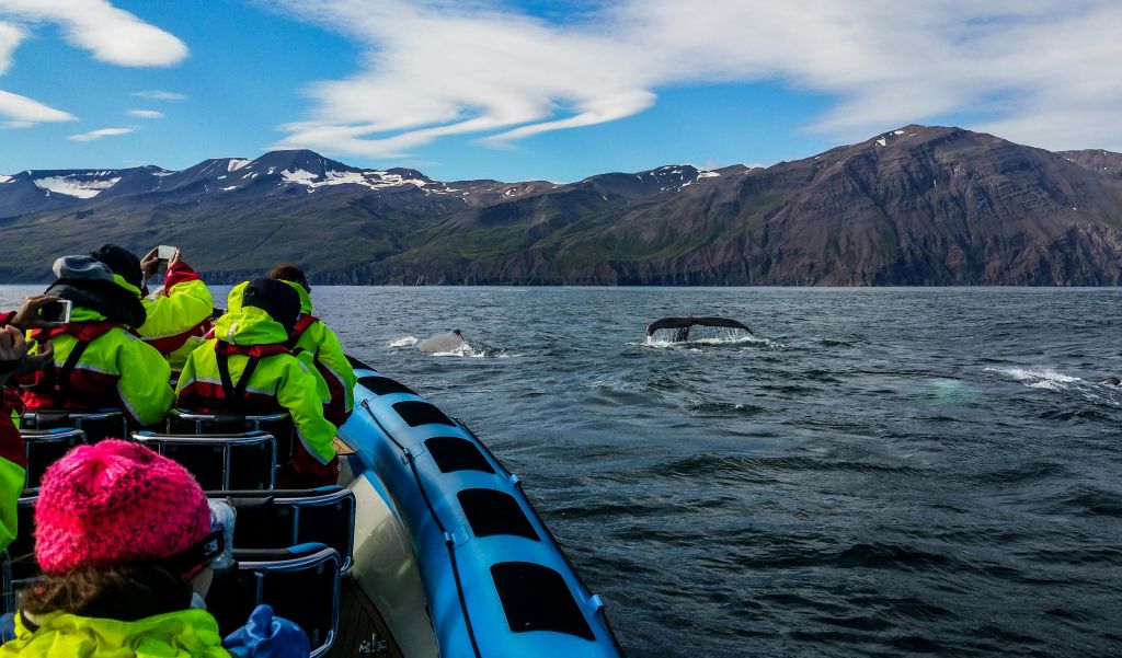 보트를 타고 밝은 재킷을 입은 사람들은 흐린 하늘 아래 산을 배경으로 물 표면 근처에 있는 두 마리의 고래를 구경합니다.