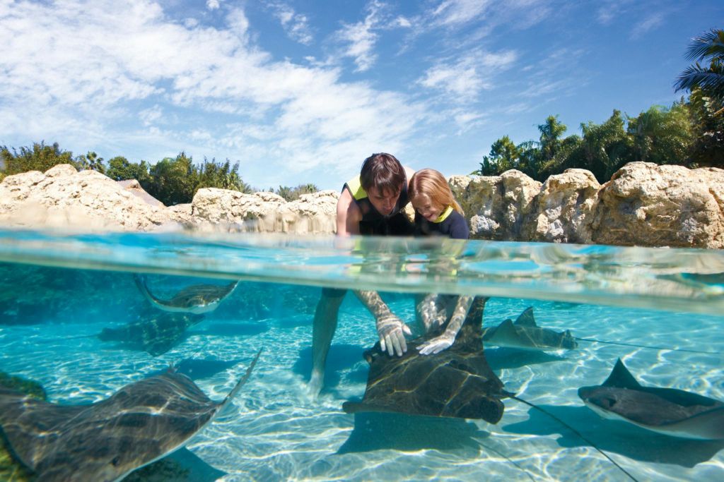 잠수복을 입은 두 사람이 바위와 녹지를 배경으로 맑고 얕은 수영장에서 가오리와 상호 작용합니다.