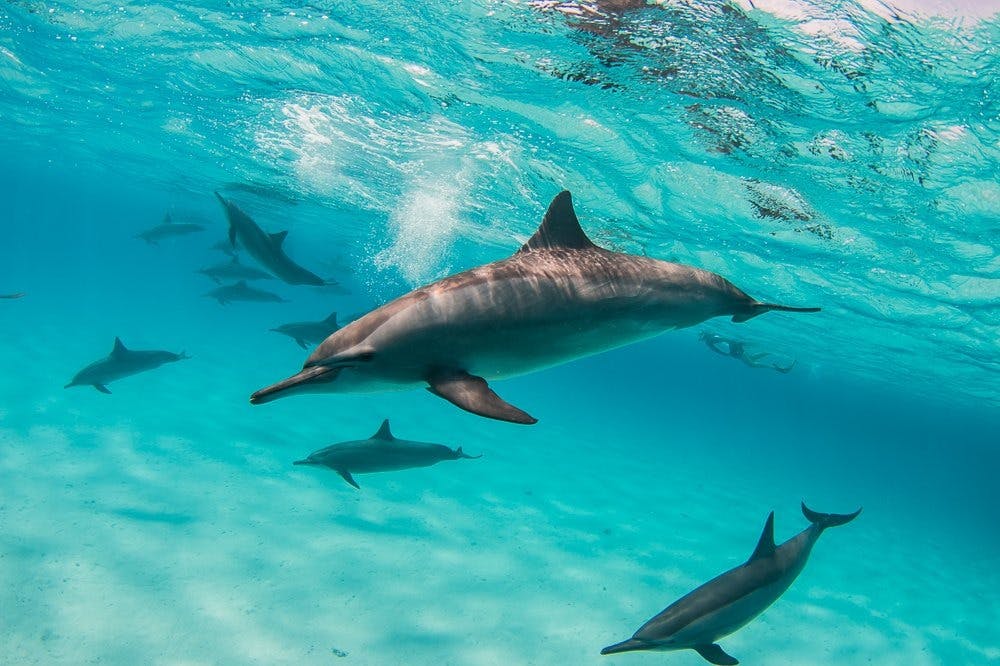 마르사알람에서 사타야 스피너 돌고래와 함께 수영하기