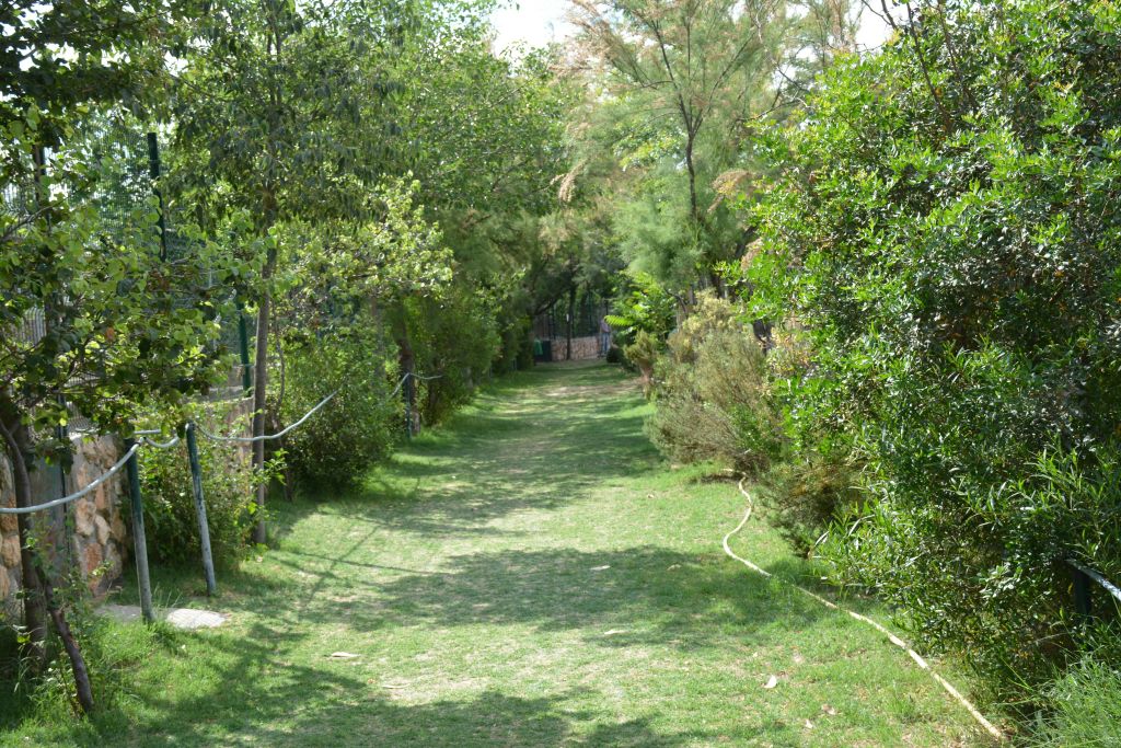 울창한 푸른 나무와 수풀로 둘러싸인 잔디가 우거진 통로가 저 멀리 그늘진 곳으로 이어집니다.