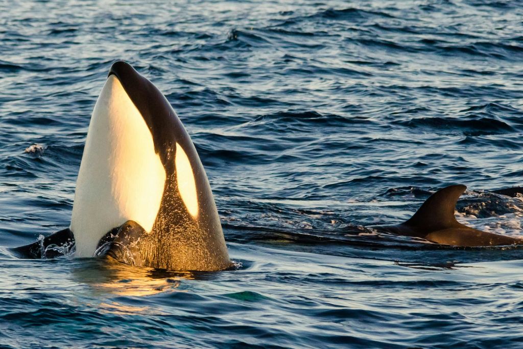 롱비치 고래 관찰 & 돌고래 관찰