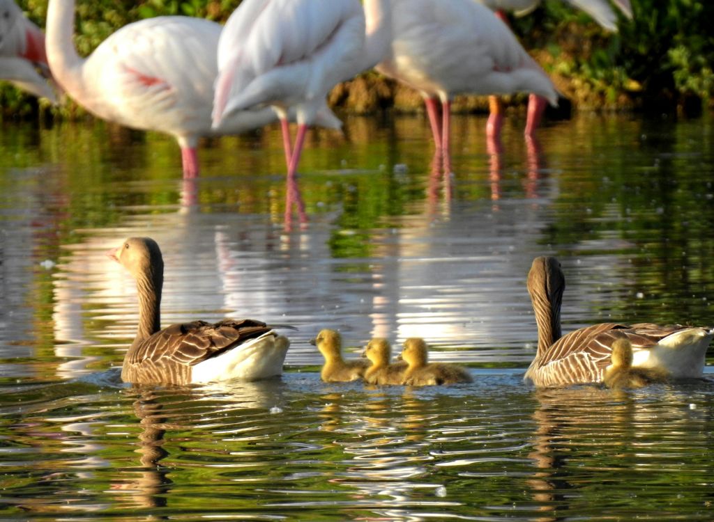성체 거위 두 마리와 고슬링 세 마리가 연못에서 헤엄을 치고 있으며, 얕은 바다를 배경으로 홍학이 서 있습니다.