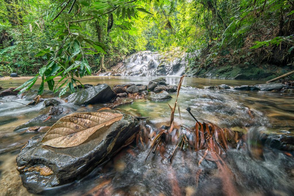 커다란 나뭇잎과 부드러운 폭포를 배경으로 울창하고 푸른 숲의 바위 위로 흐르는 시냇물.