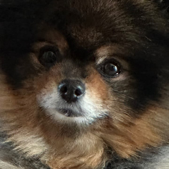 챔