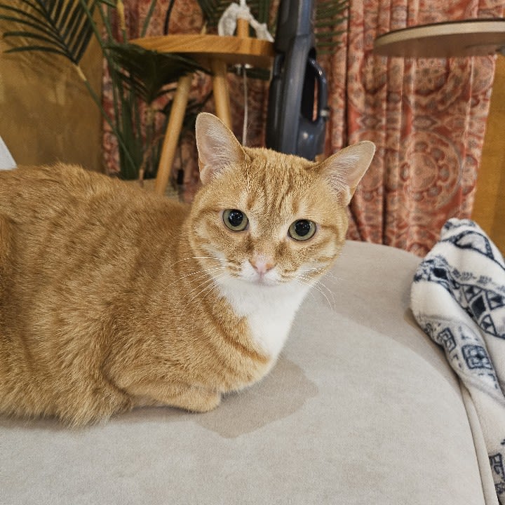BELLA