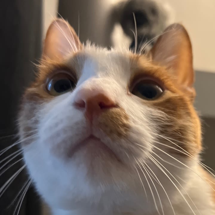 user profile image