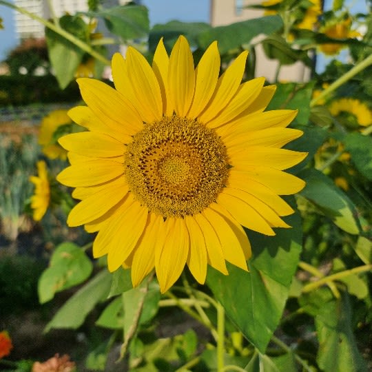 우인