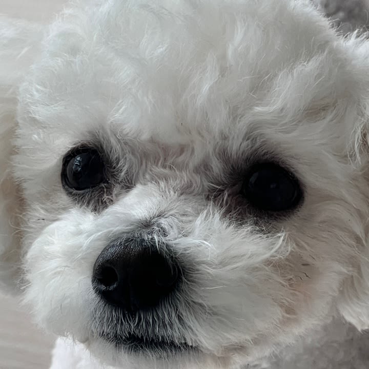 영