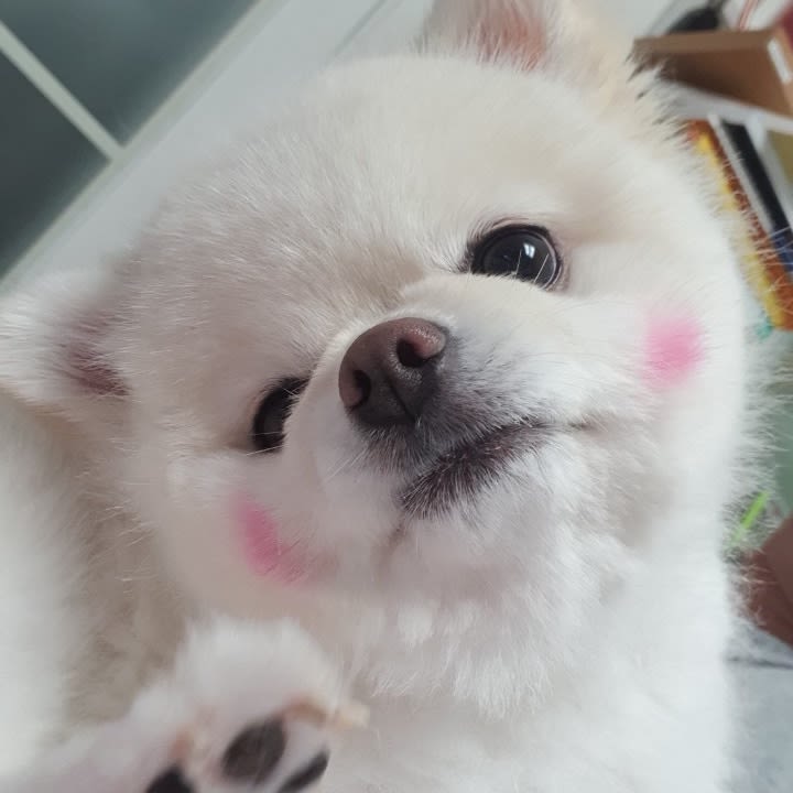 살구