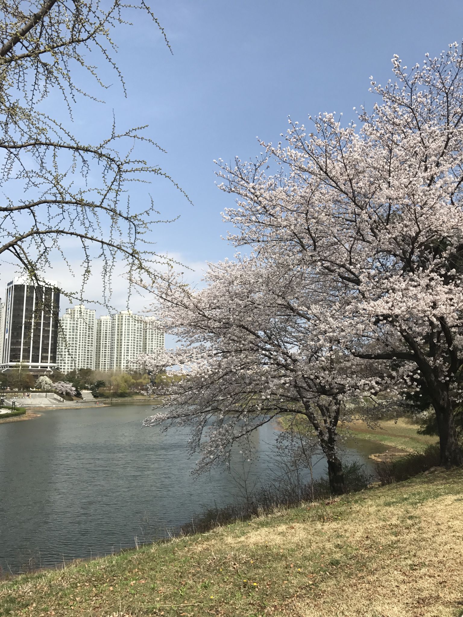 ソウル・オリンピック公園:自然と芸術が融合する癒やしのスポット ソウル・オリンピック公園:自然と芸術が融合する癒やしのスポット