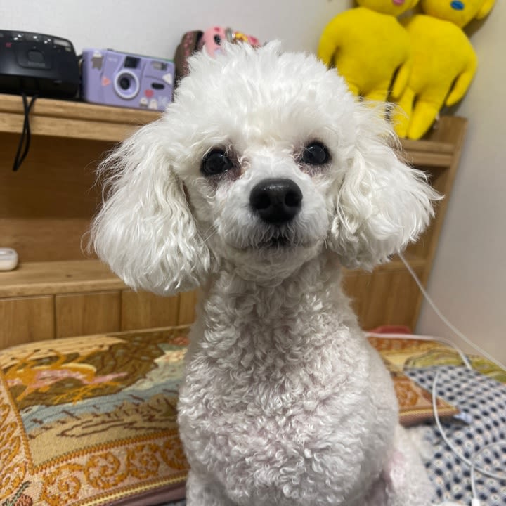 안나