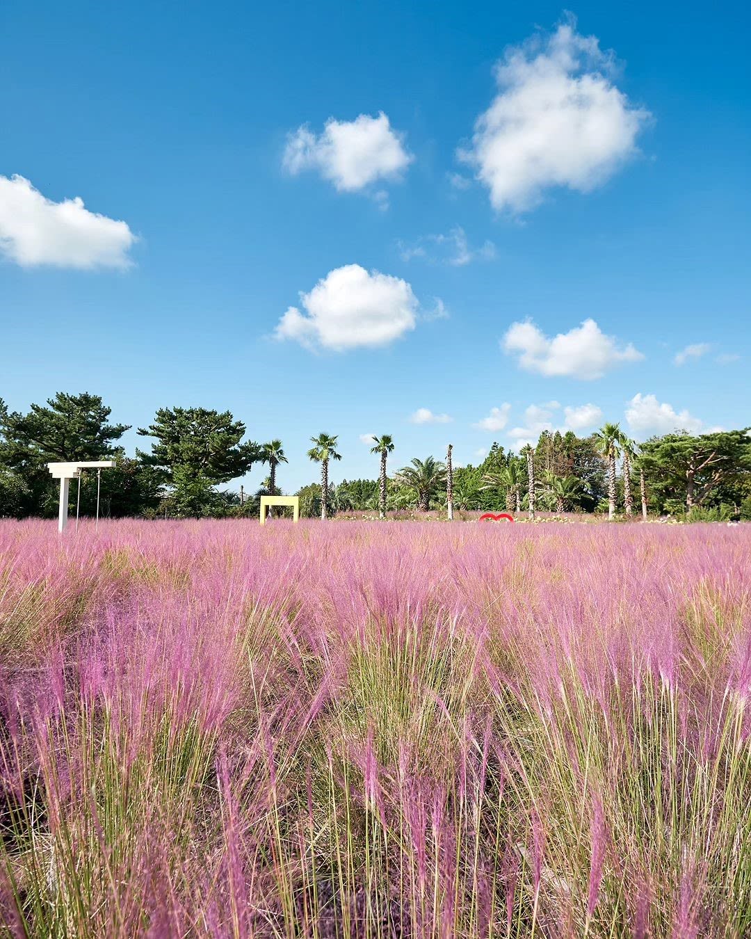 Hueree Pink Muhly Festival