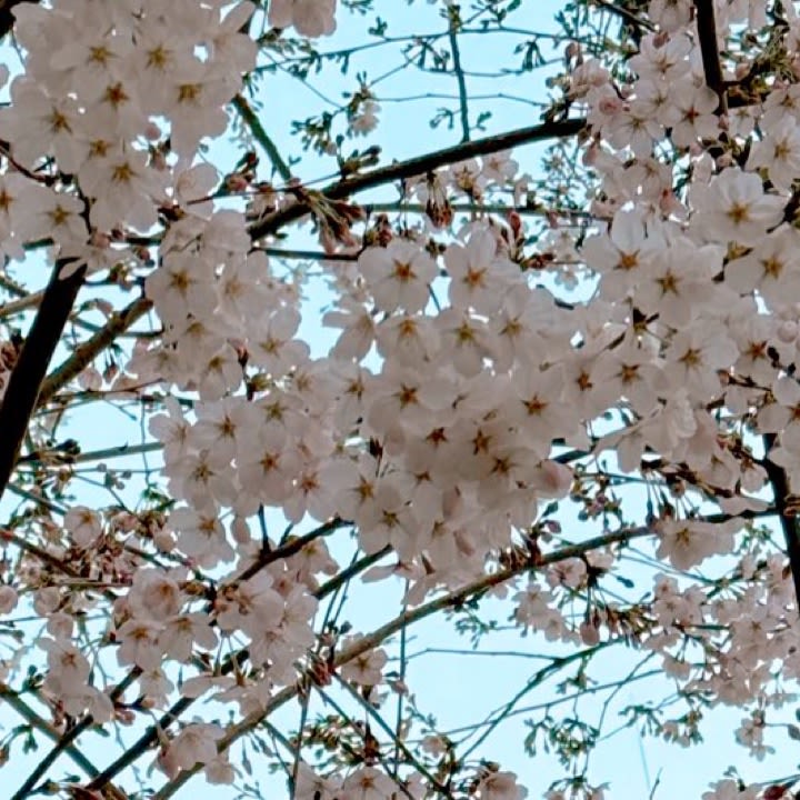 Yanok