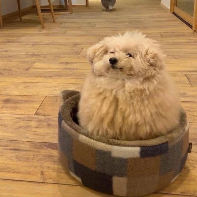 마실너구리