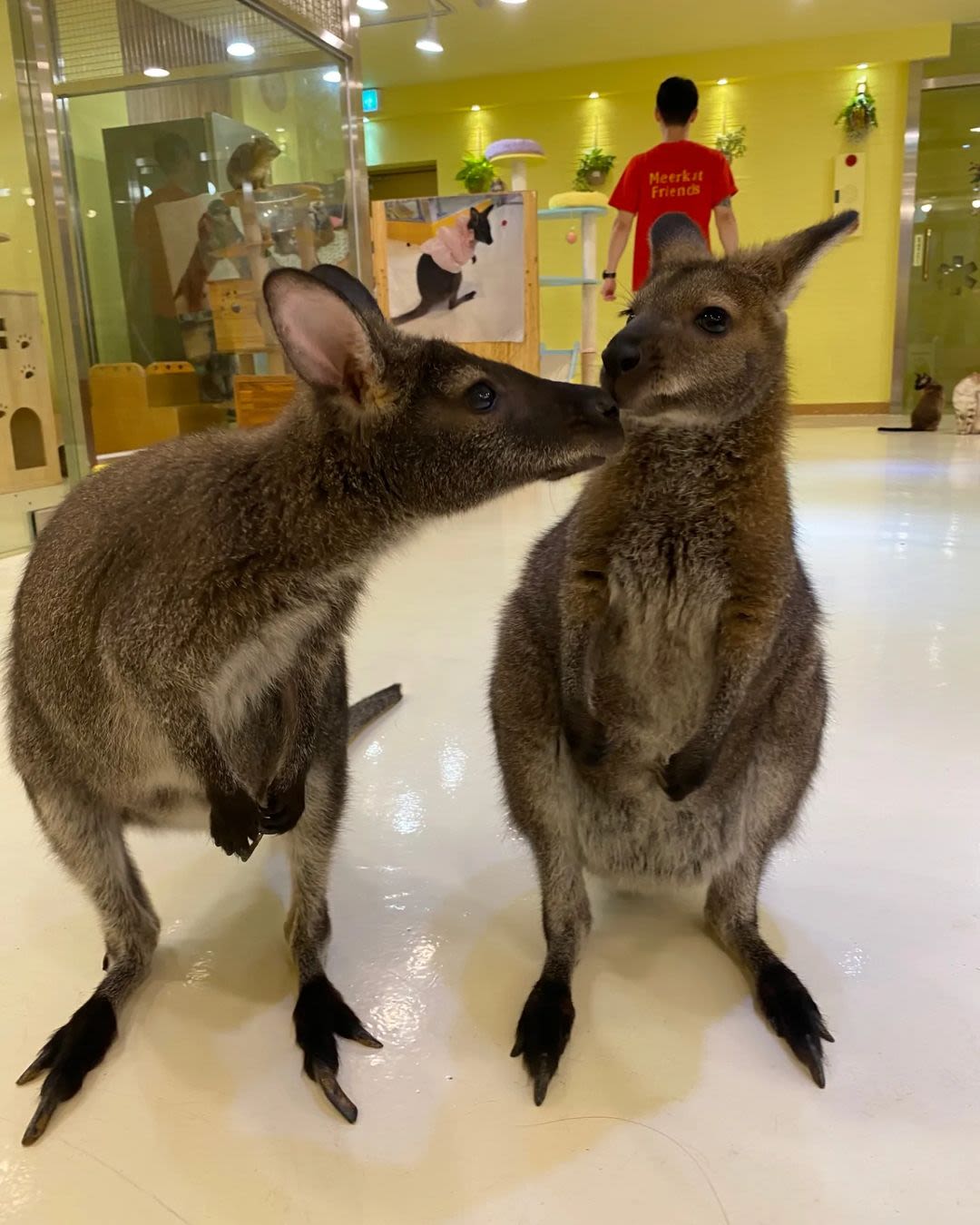ミーアキャットフレンズ 弘大店 - テーマ/体験, 弘大 ソウル