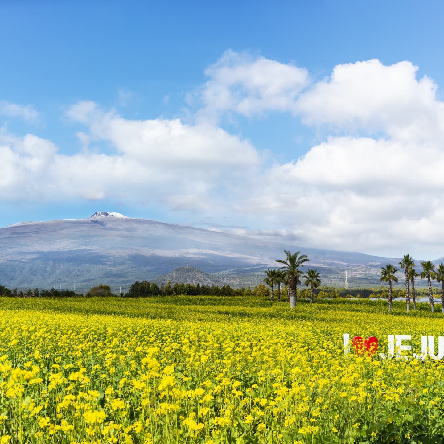 2025 Hueree Canola Flower Festival