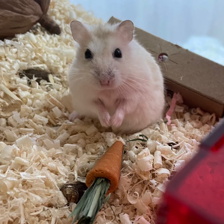 희연