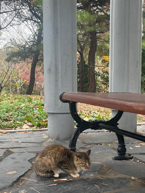 우식