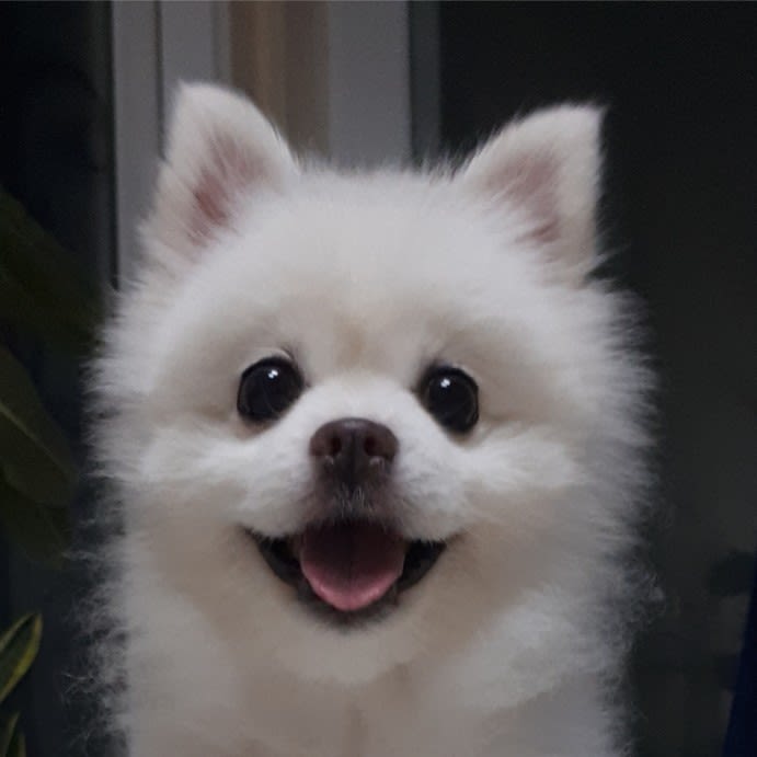 쭈야