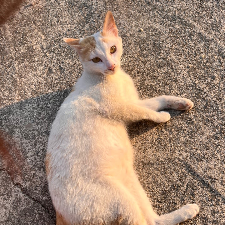 소니