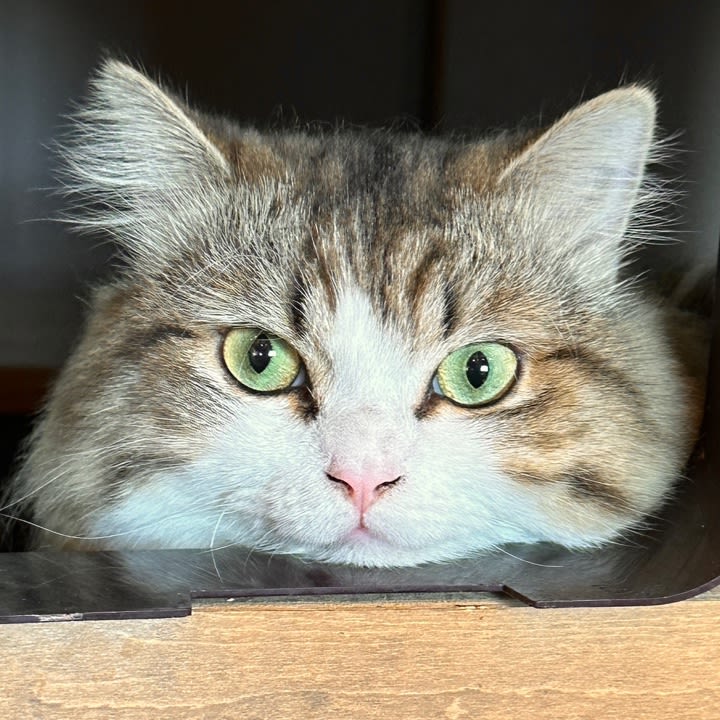 user profile image