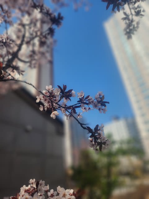 안다연