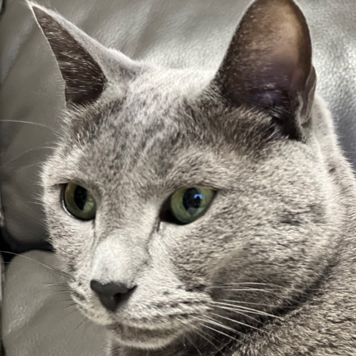 user profile image