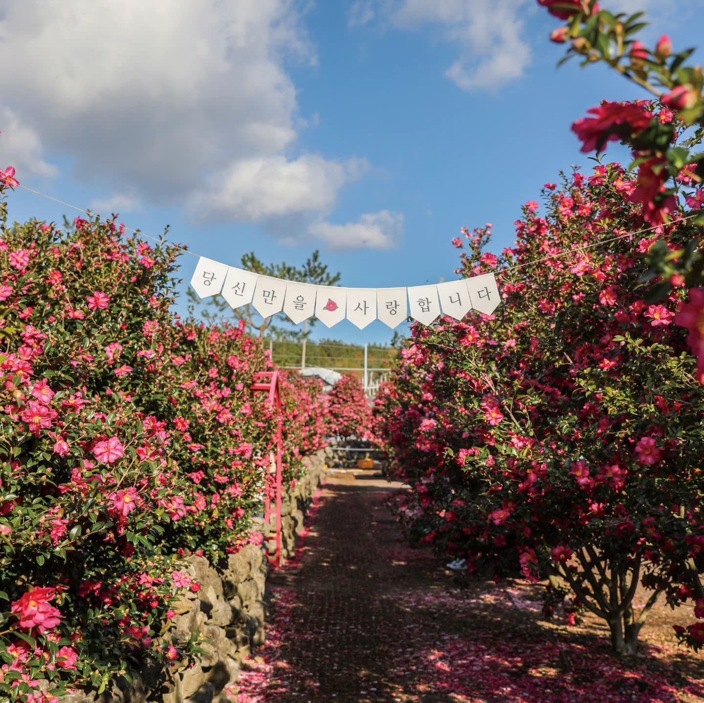 Jeju Hueree Camellia Festival