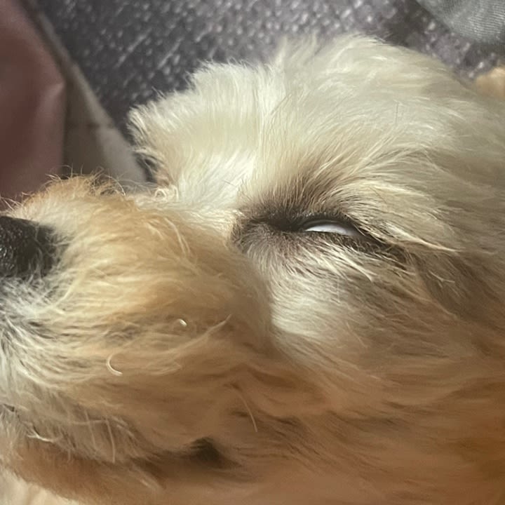 구구