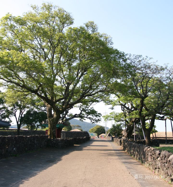 済州島の東回り🌳1日観光ツアー thumbnail