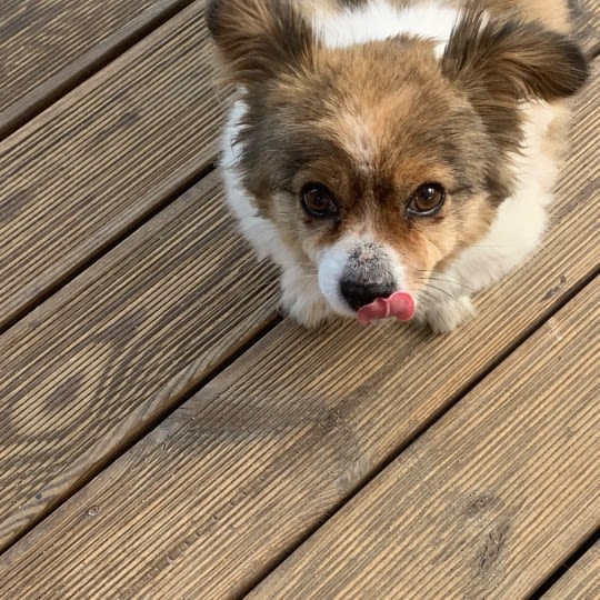 오디