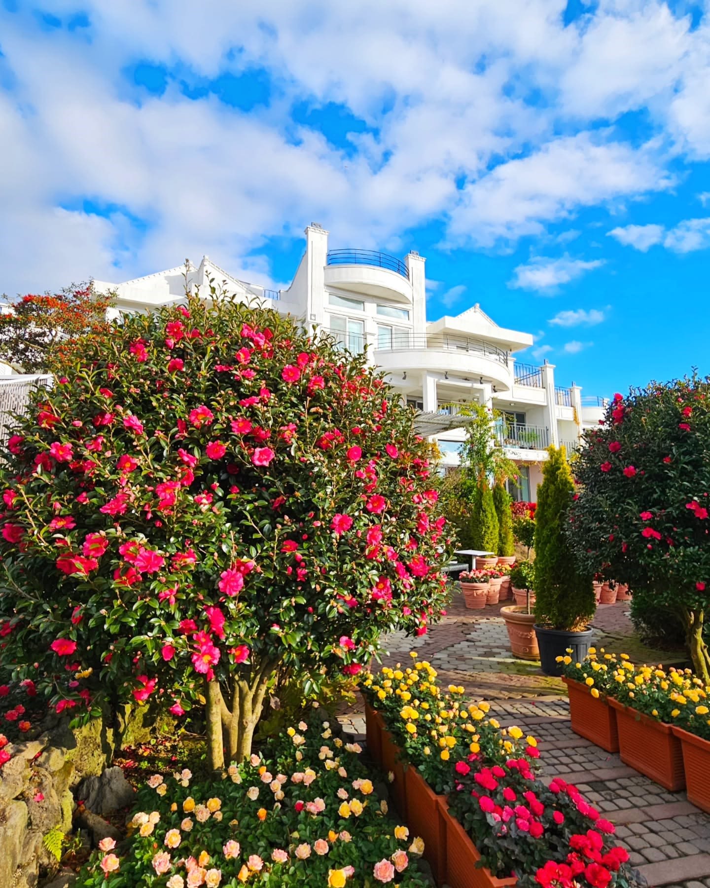 Manorblanc Camellia Flower & Tangerine Festival