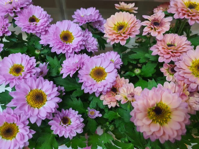 본카페
