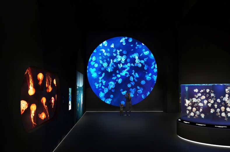 Ocean Wonders