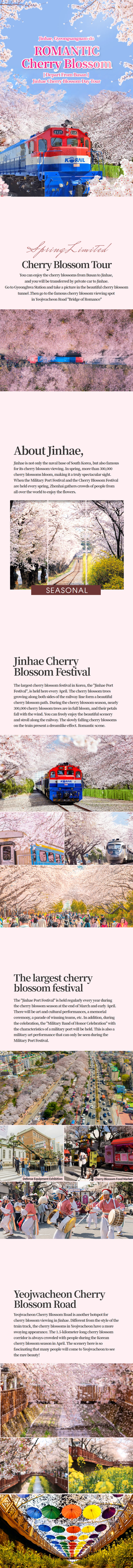 [Depart From Busan] Jinhae Romantic Cherry Blossom Day Tour