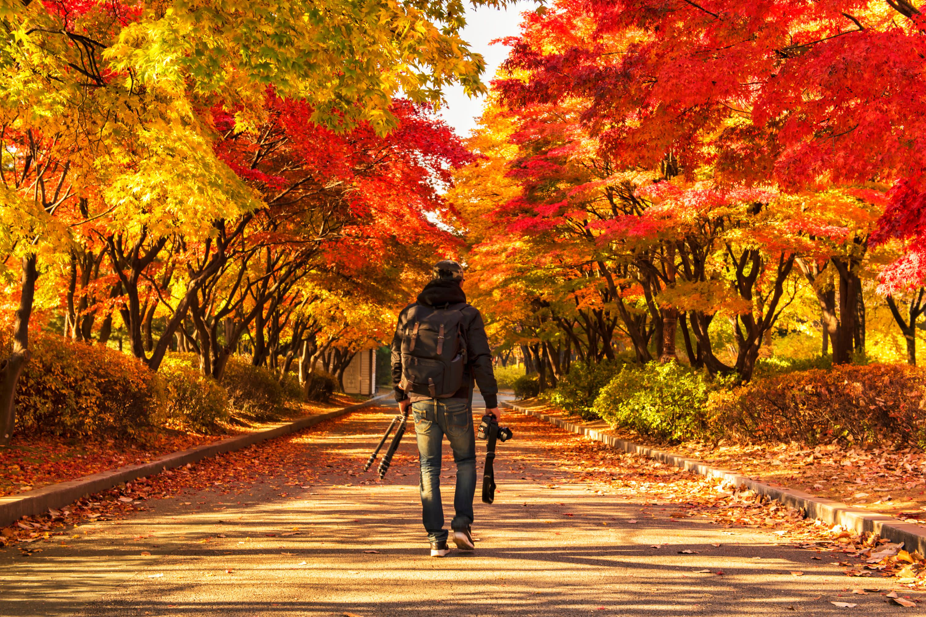 Nami Island One Day Tour (Shuttle & Ferry Included)