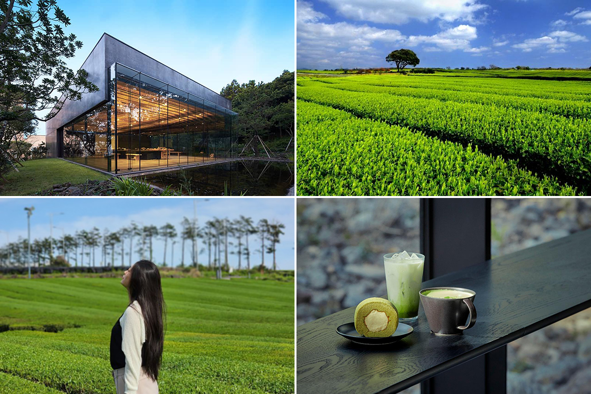 [济州] 治愈的济州岛一日游 [女性・情侣路线]