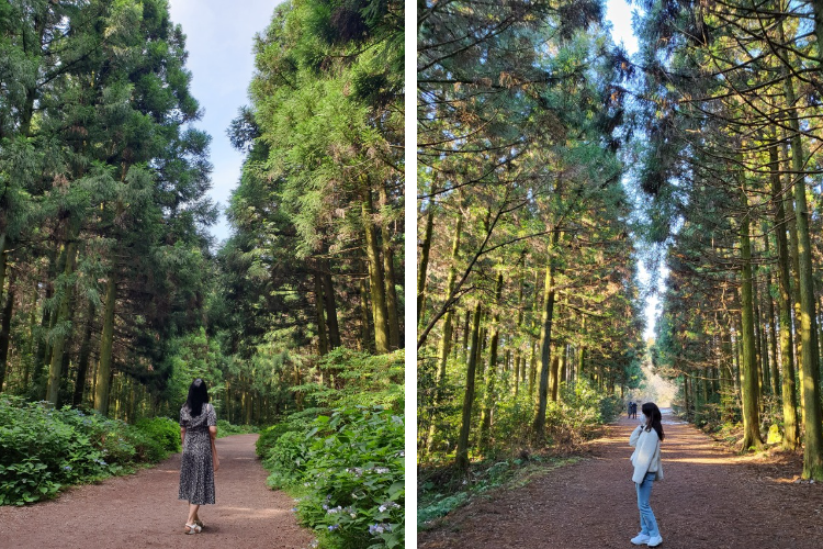 [Jeju] East Jeju Premium Limousine Bus Tour