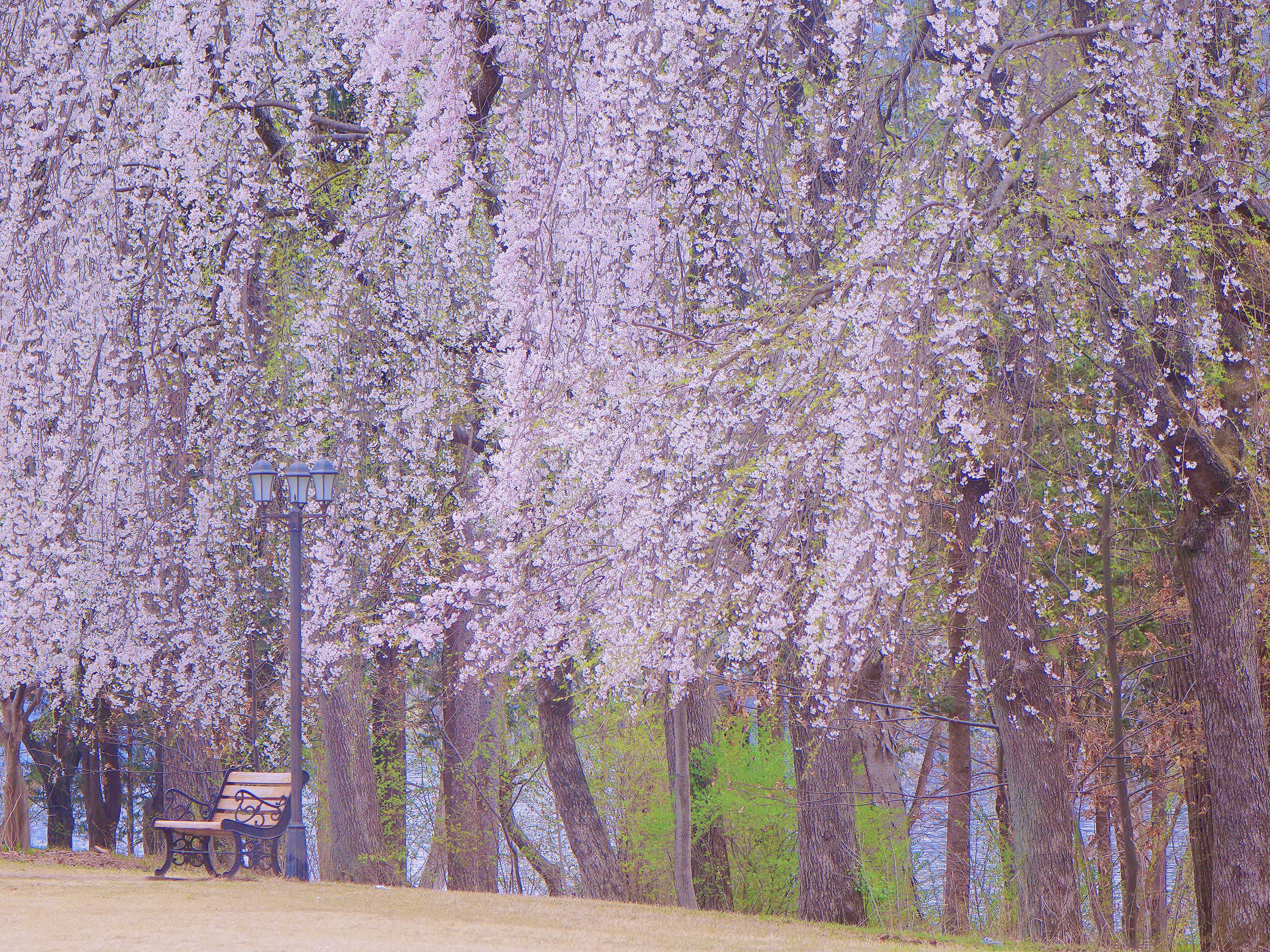 【春限定】ソウル発・南怡島お花見ツアー（レールバイク／アルパカワールド選択可）