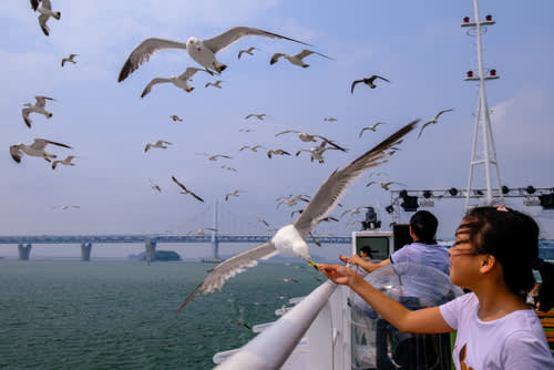 [Incheon] Wolmido Sightseeing Cruise – Live Shows & Seagull Feeding Experience
