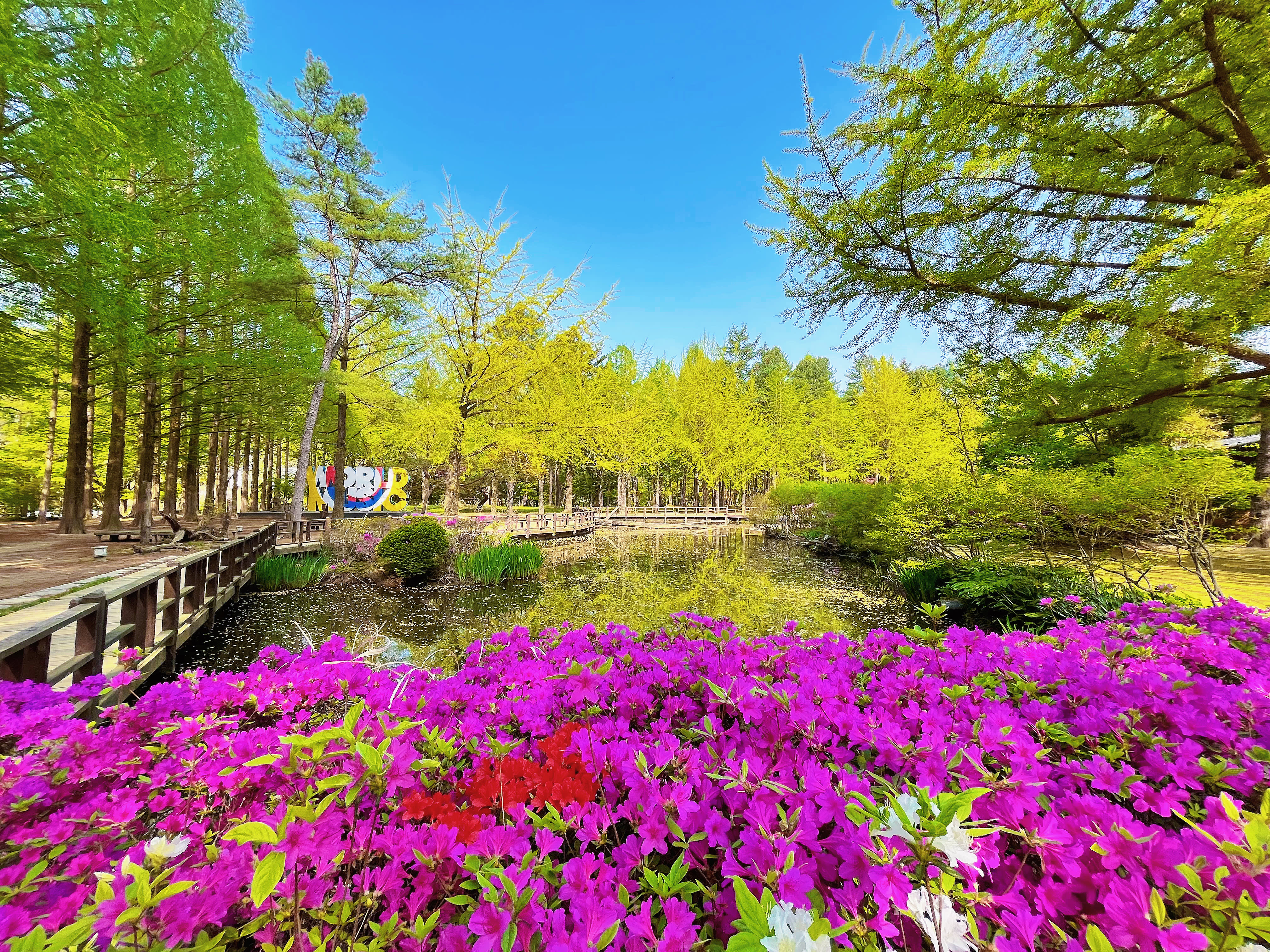[春川] 南怡島（ナミ島）入場券（往復一般フェリーチケット付き）