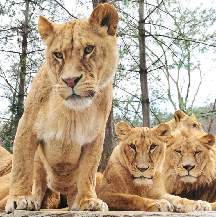 [Everland] Everland Ticket (All day pass)