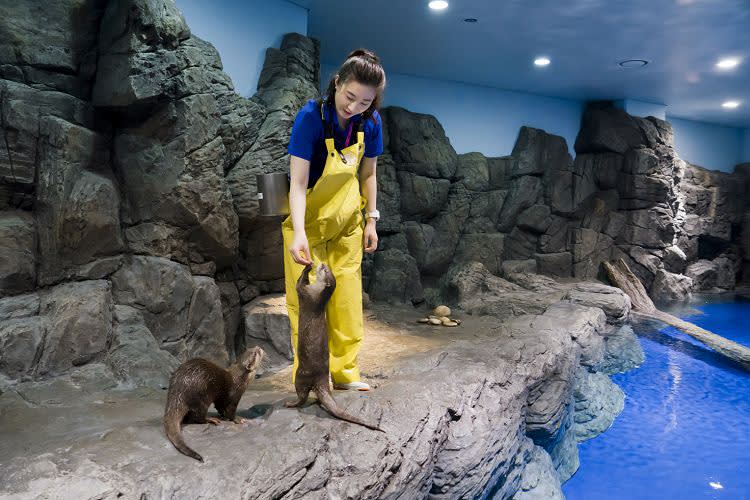 [Ilsan] Aqua planet Discount Ticket (Foreigner Only)