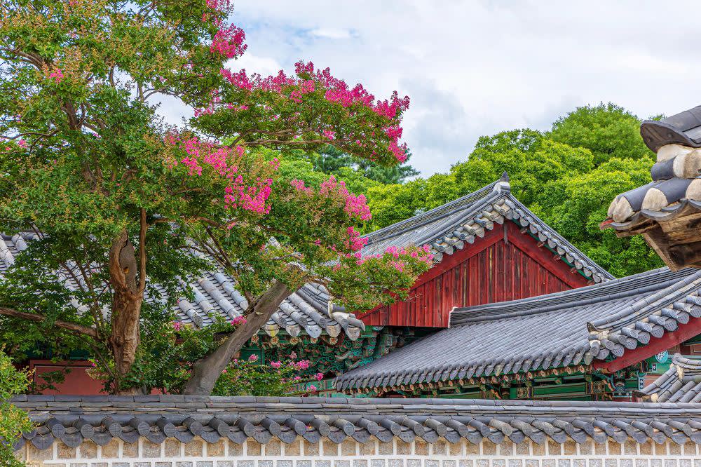 [ソウル発] 全州 春ツアー [韓屋村＋完山公園 桜＋覚願寺]