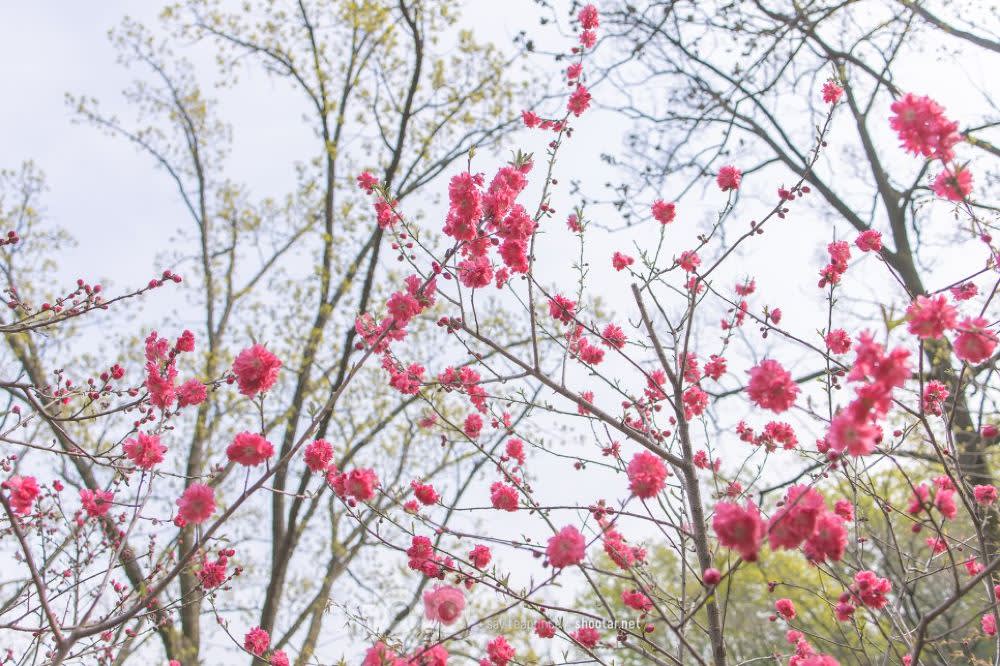 韩国花坛樱花日游（从首尔出发）