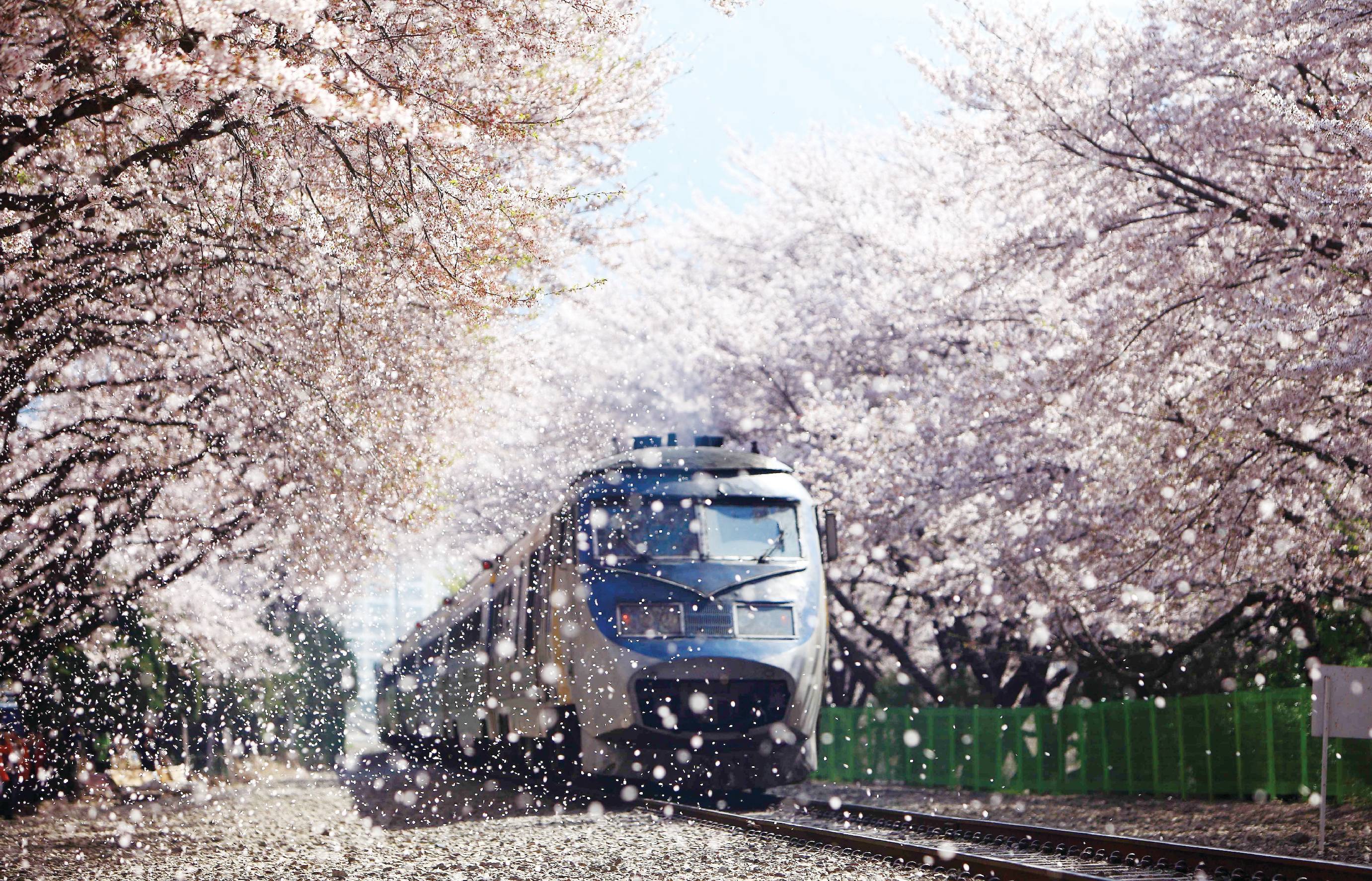 首尔出发 镇海粉色樱花节一日游